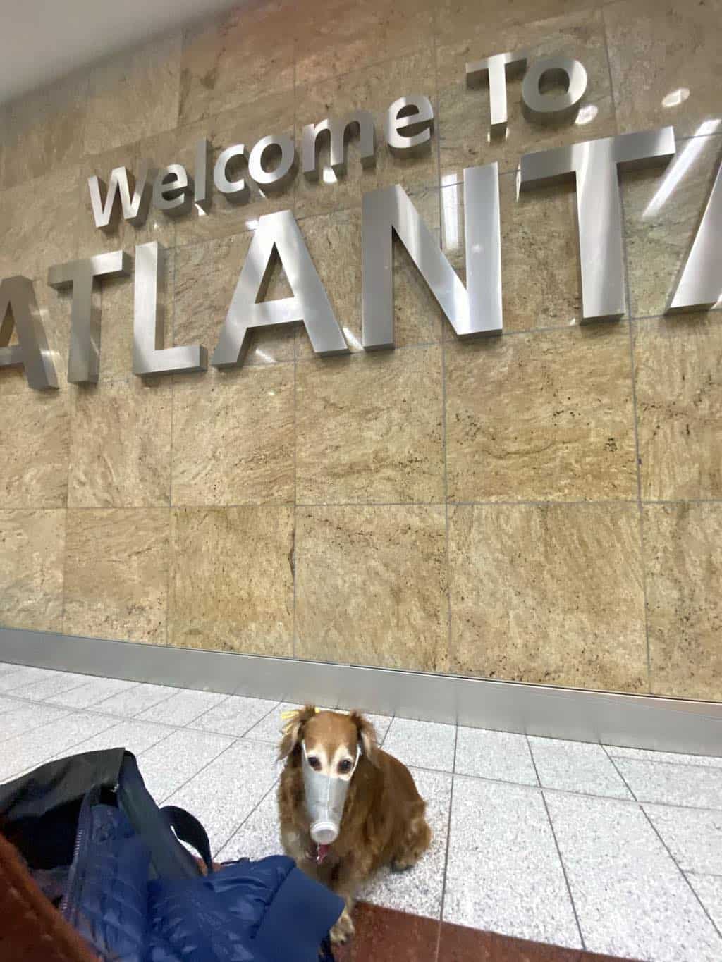 My dog after flying Delta by the welcome to Atlanta sign.